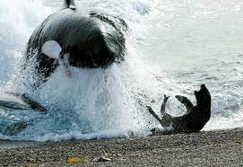 범고래가 건들지 못하는 동물.