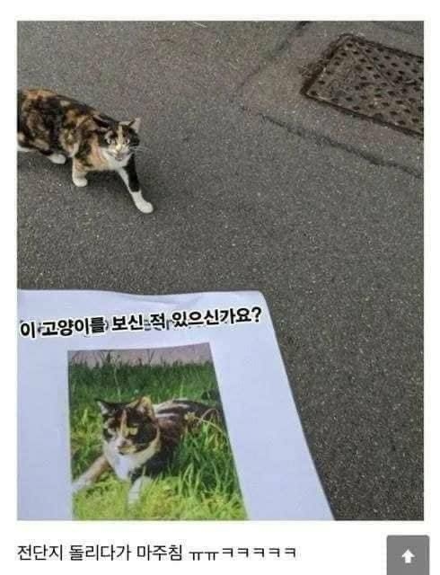 주인이 한심한 고양이