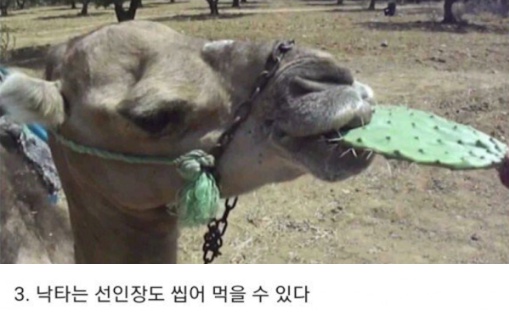 동물들의 10가지 비밀