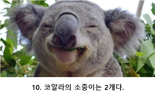 동물들의 10가지 비밀