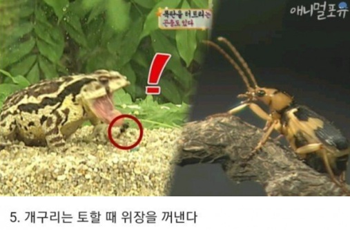 동물들의 10가지 비밀