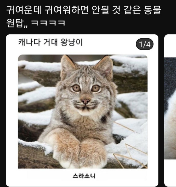 캐나다 거대 왕냥이