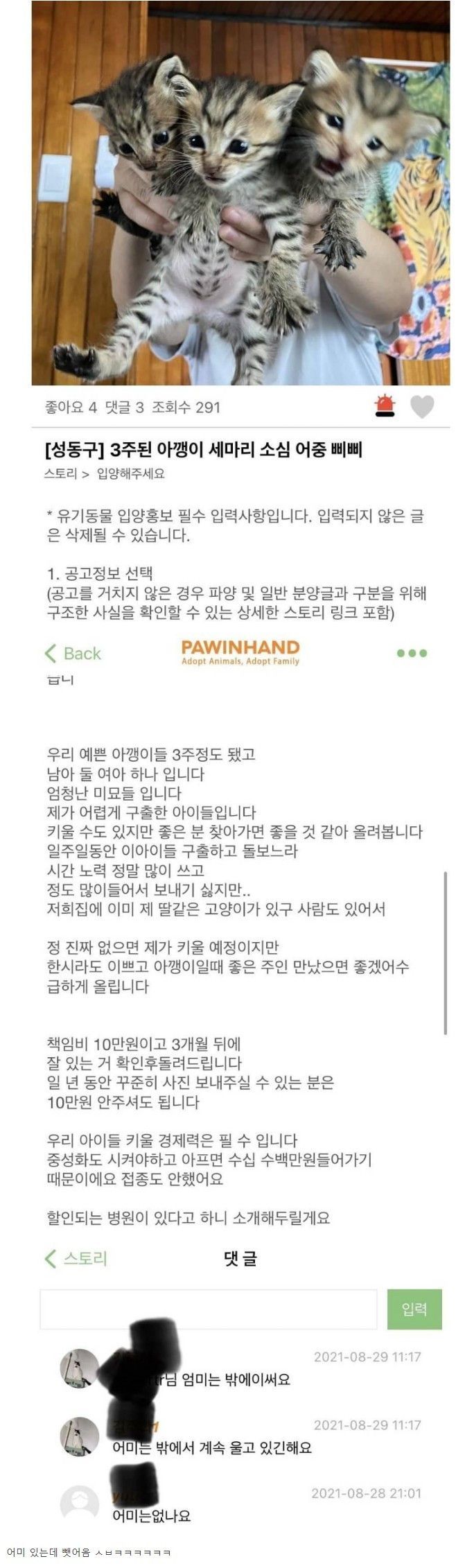 어미와 강제 분리한 캣맘