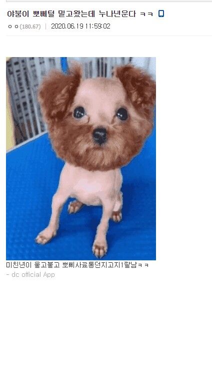 누나 오열....싹 밀려버린 뽀삐