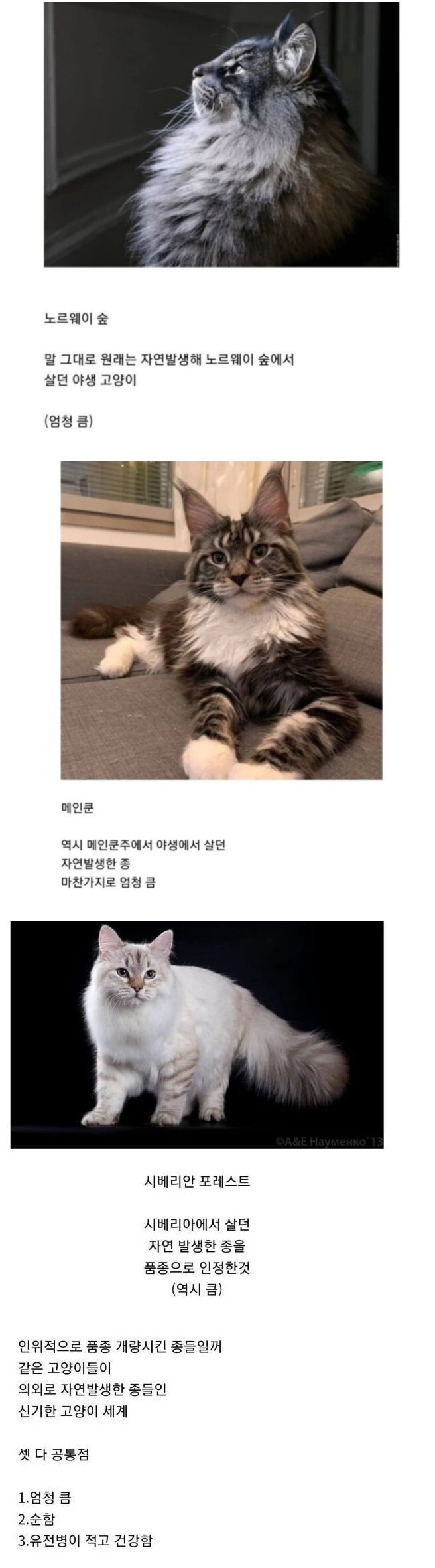 의외로 자연 발생한 종.