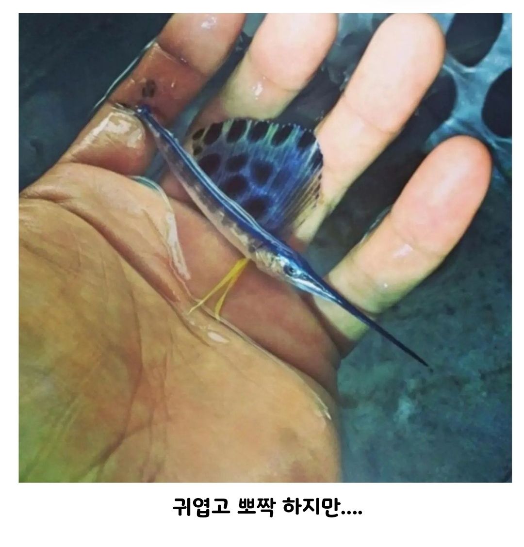 청새치 폭풍성장 과정