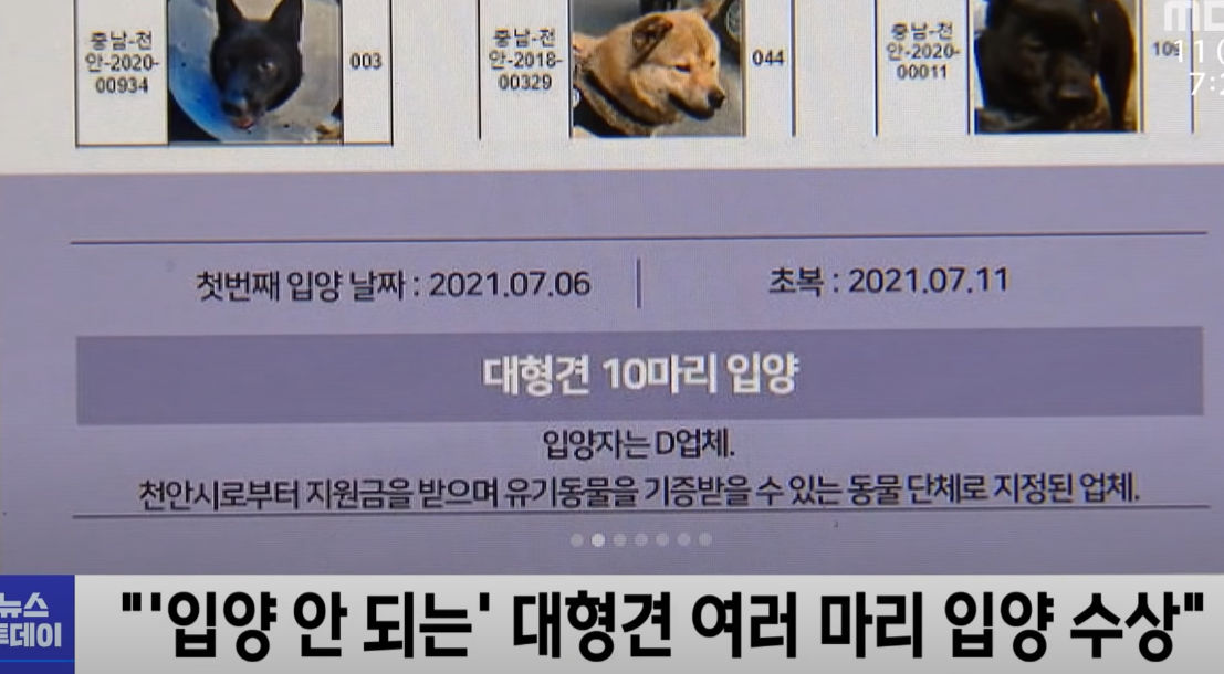 복날에 사라진 대형견들