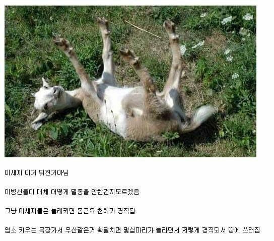 장점이 없는 동물류.