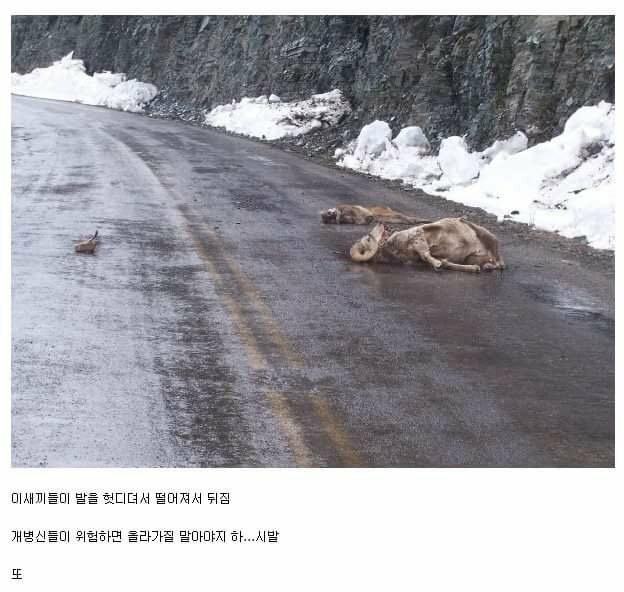 장점이 없는 동물류.