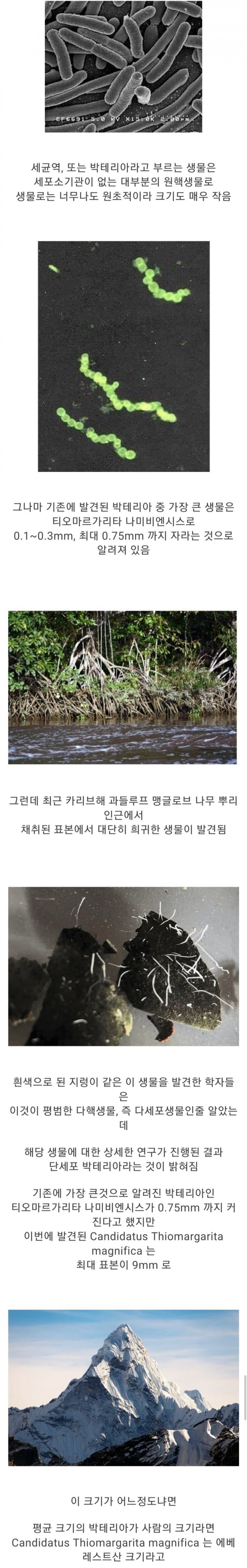 역대 최대 크기의 원핵생물 발견