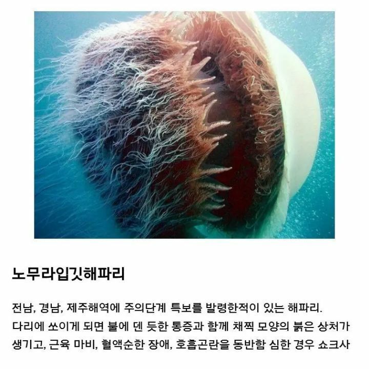 사람을 즉사 시킬수있는 바다생물 3대장