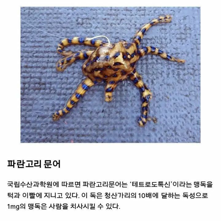 사람을 즉사 시킬수있는 바다생물 3대장