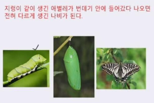 애벌레가 나비가 되는 과정.