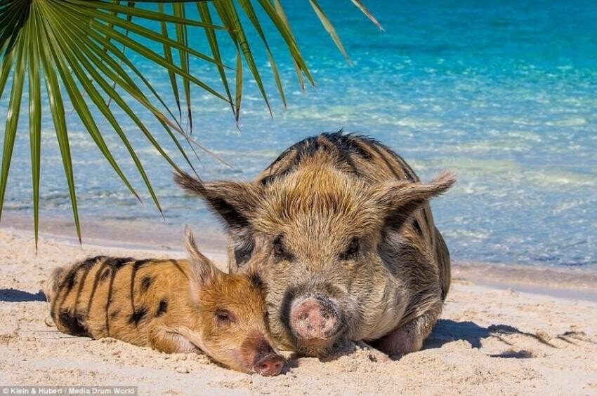 바하마 군도의 돼지섬
