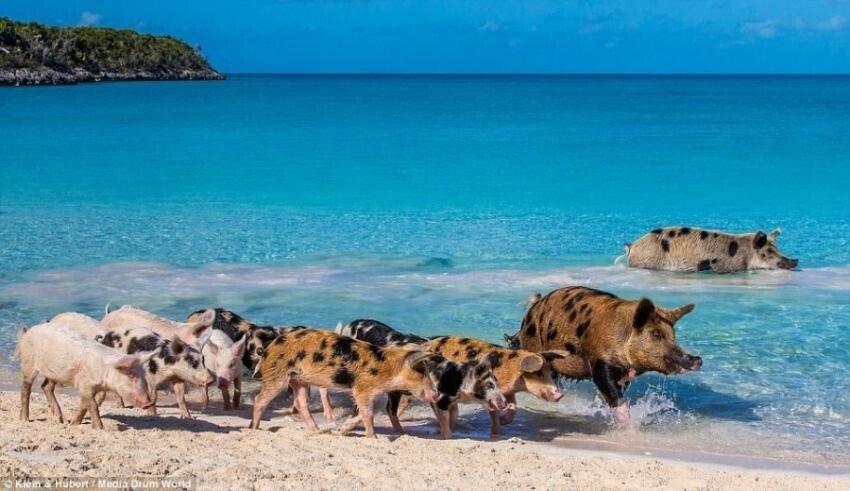 바하마 군도의 돼지섬