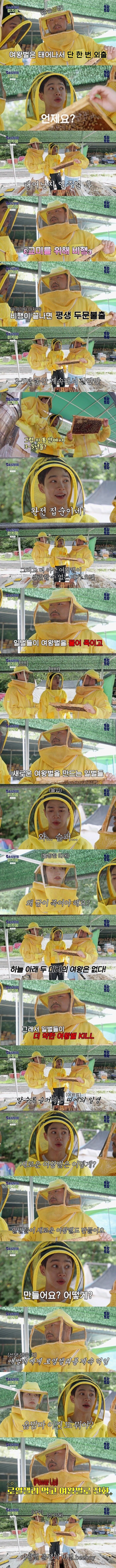 여왕벌의 삶과 탄생