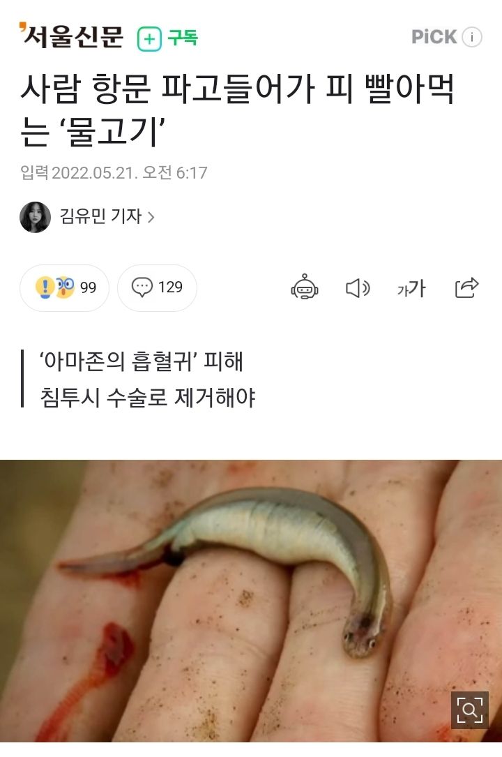 혐) 사람 항문 파고들어가 피 빨아먹는 물고기