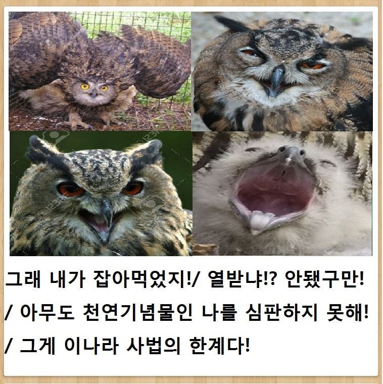 양계장 주인에게 붙잡혀 파출소행.