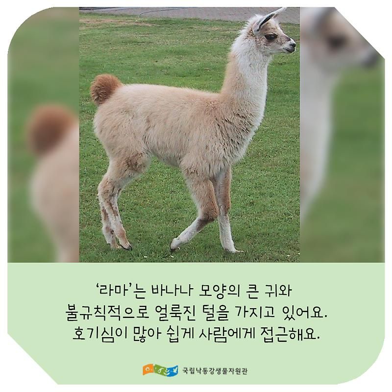 알파카 라마 차이