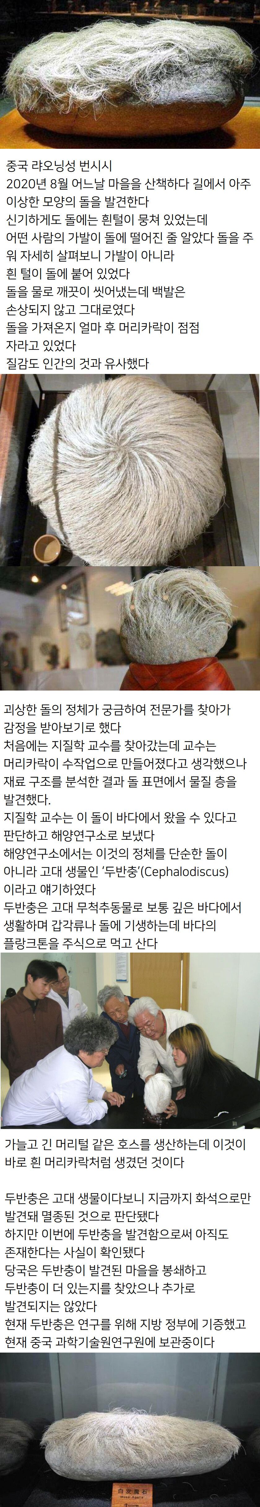 강가에서 농민이 주운 기이한 돌