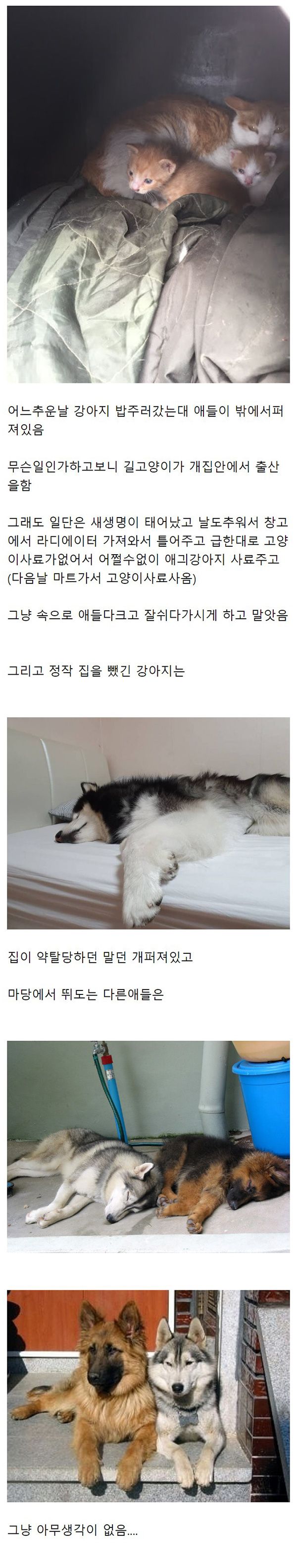 길고양이에게 개집 빼앗김