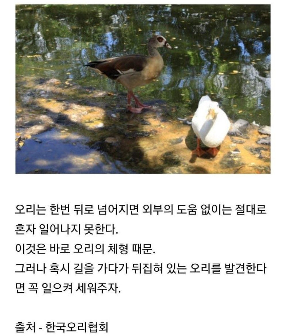 오리가 뒤로 넘어지면...