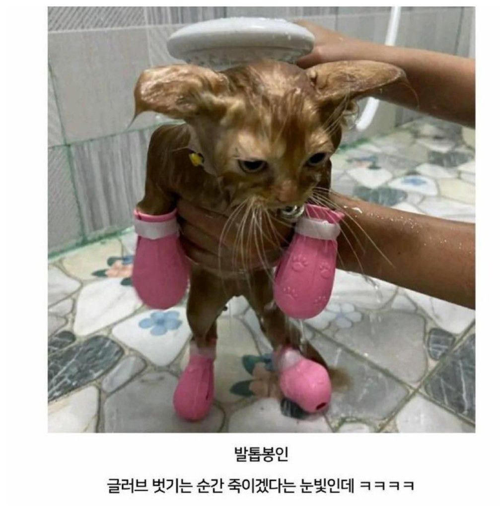 고양이 목욕시, 방어 아이템.