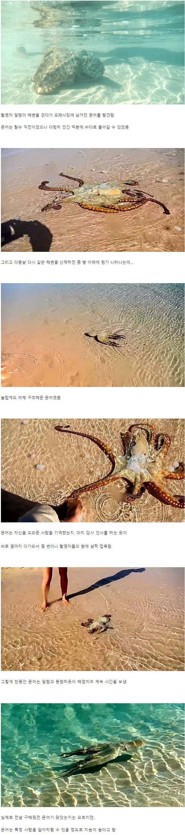 자신을 구해준 인간에게 감사 인사를 한 문어