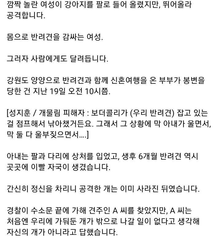 반려견과 신혼여행 왔다가 보더콜리한테 물린 부부.