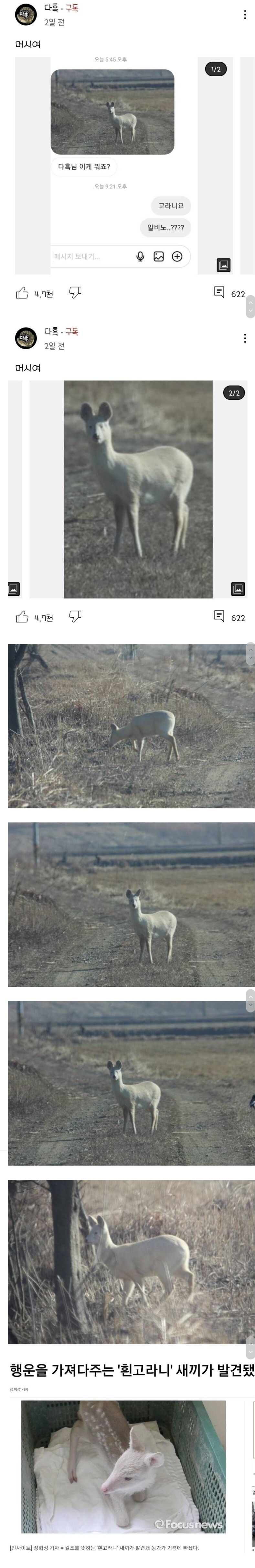 충청도에서 발견된 희귀 고라니