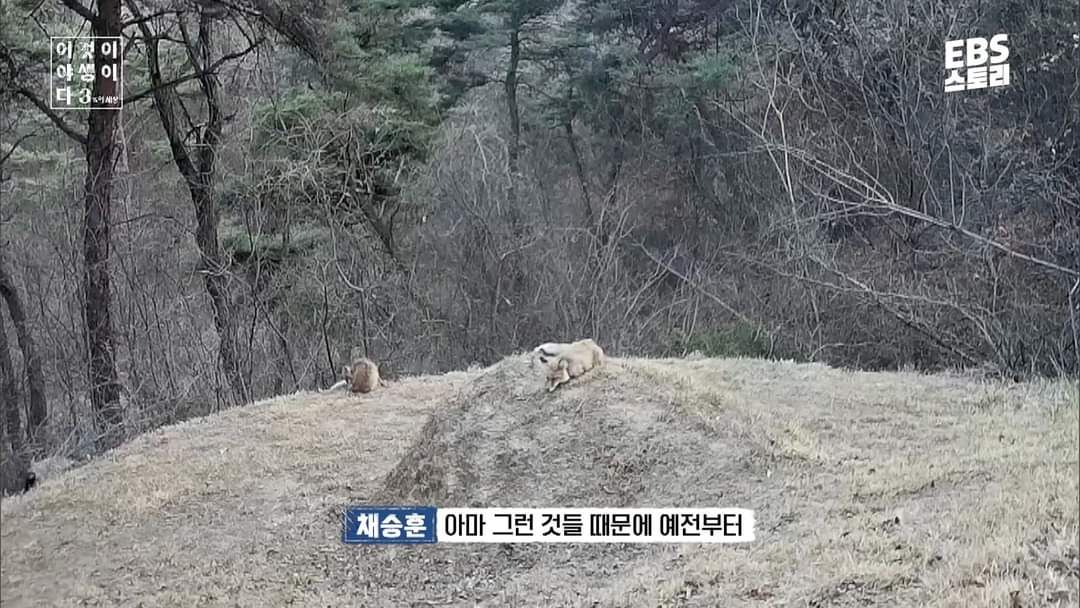 여우가 무덤 파서 간 빼먹는다는 얘기의 진실