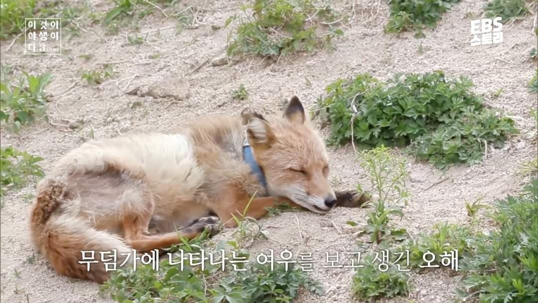 여우가 무덤 파서 간 빼먹는다는 얘기의 진실