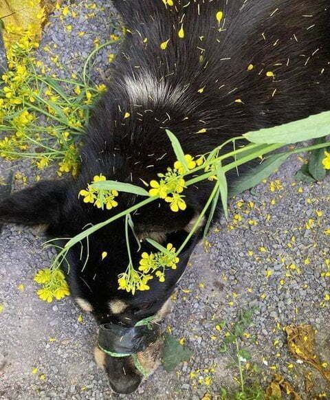 유채꽃밭에 버려진 강아지