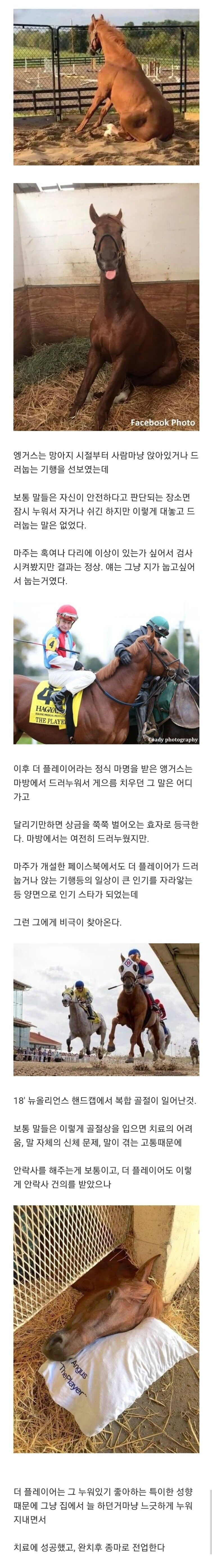 복합골절을 당한 말은 보통 안락사를 시킨다.