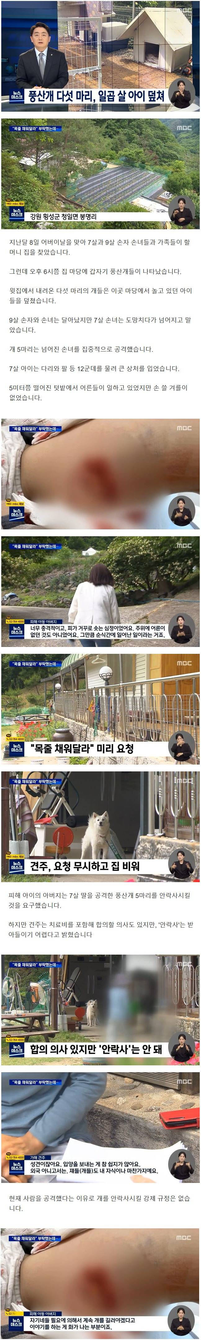 일곱 살 소녀 공격한 풍산개 주인 안락사 거부