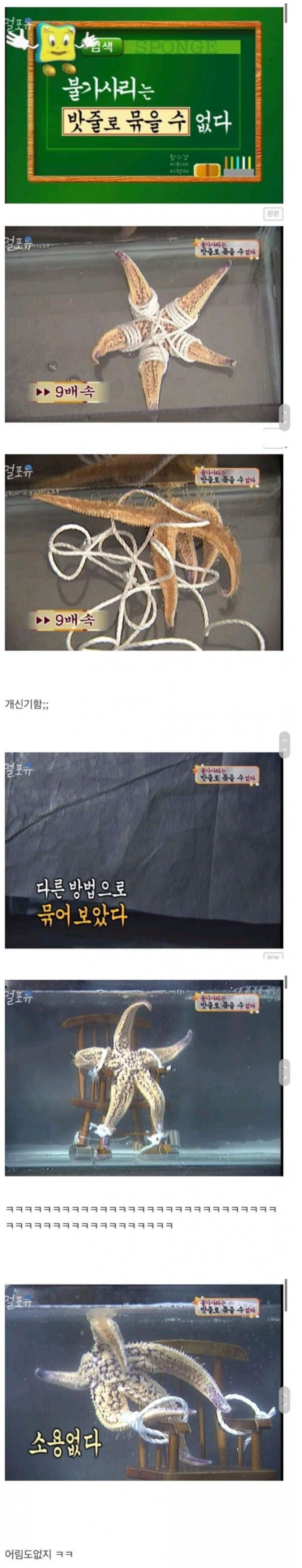 스펀지 불가사리 실험