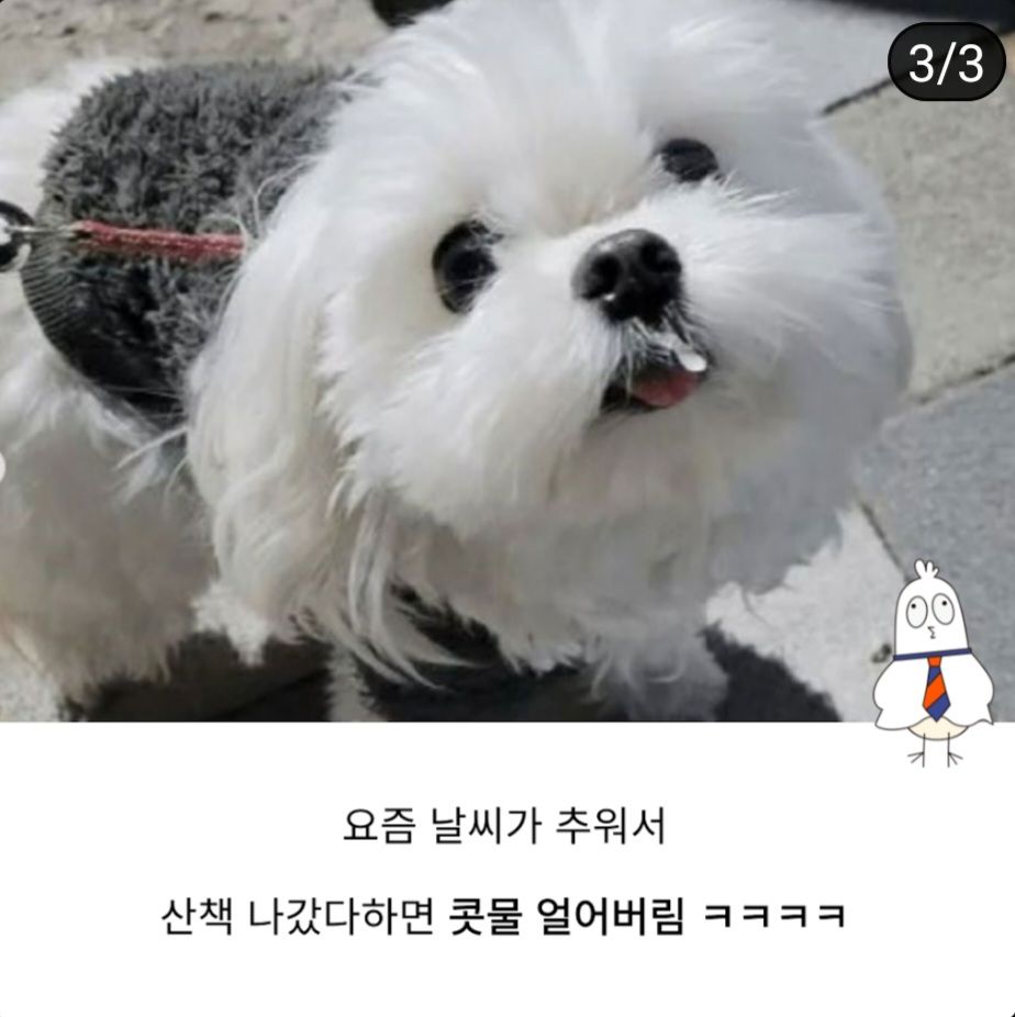 실시간 콧물 얼어버린 강아지