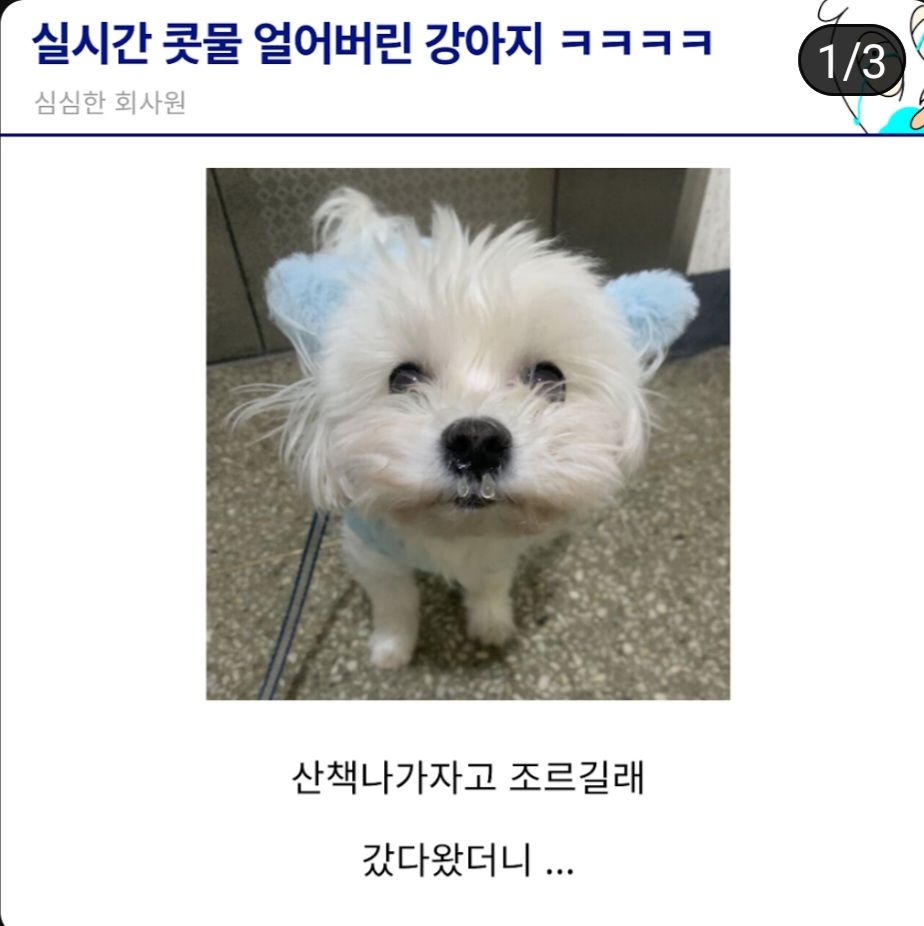 실시간 콧물 얼어버린 강아지