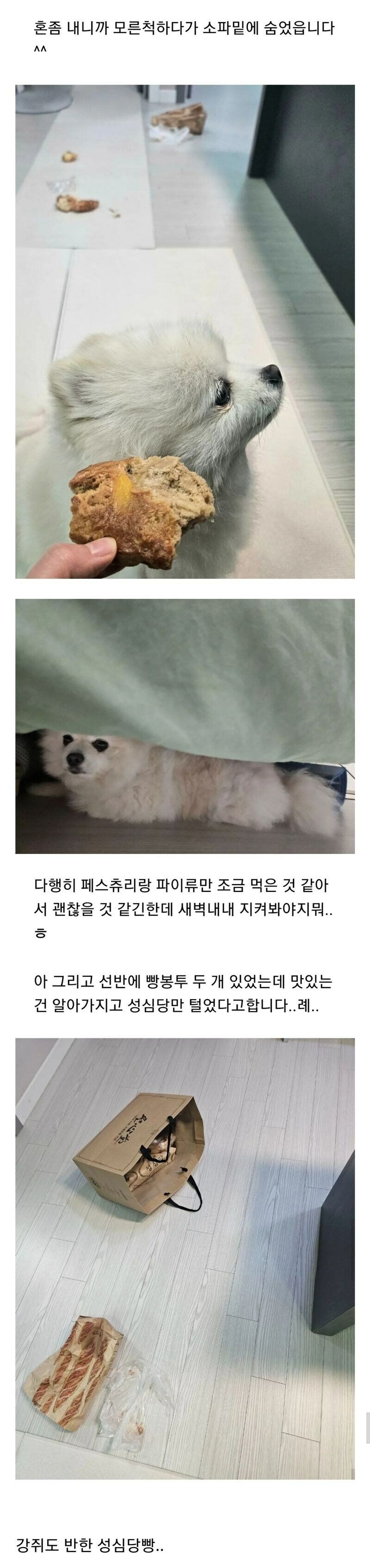 강아지도 반한 성심당