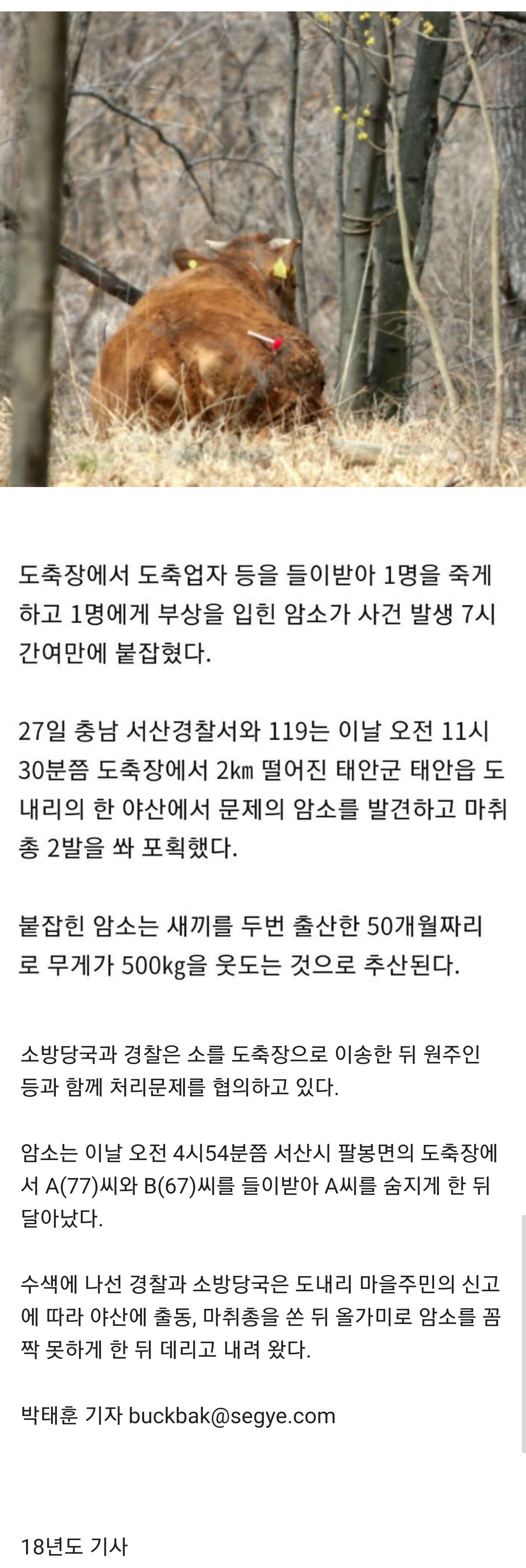 도축업자 들이받아 사망케 하고 도망쳤던 암소, 7시간만에 야산서 붙잡혀