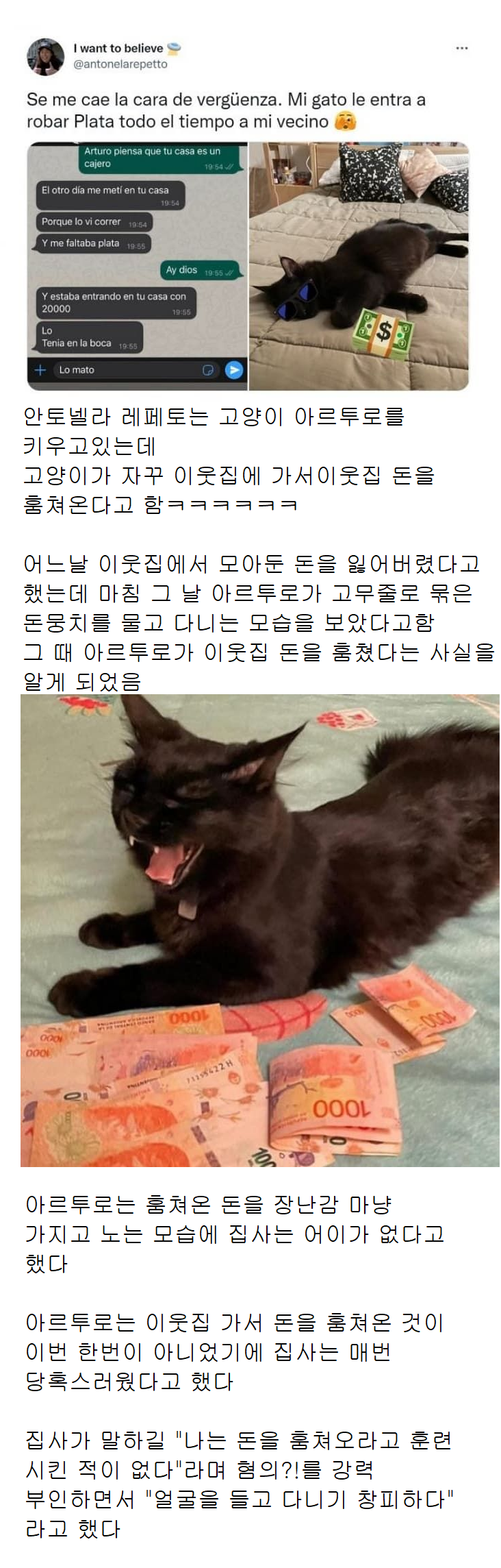 고양이의 보은?