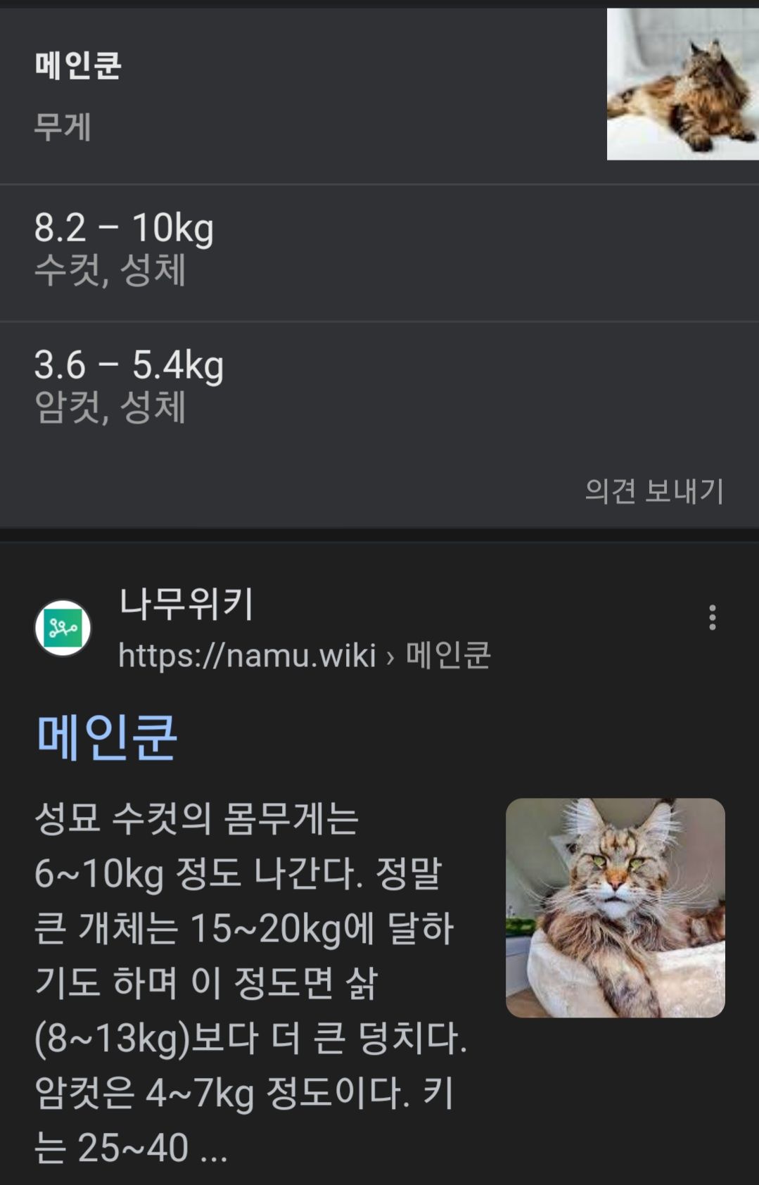 애완냥 대형묘 메인쿤