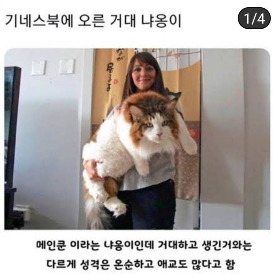 애완냥 대형묘 메인쿤