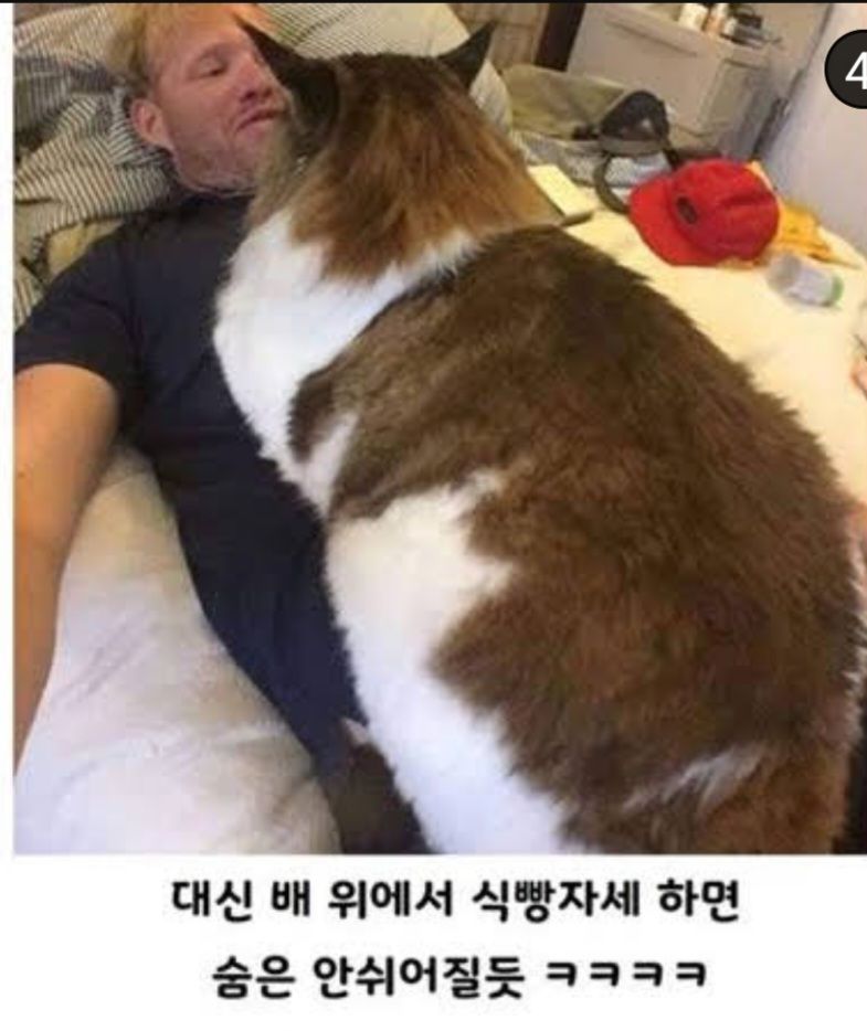 애완냥 대형묘 메인쿤