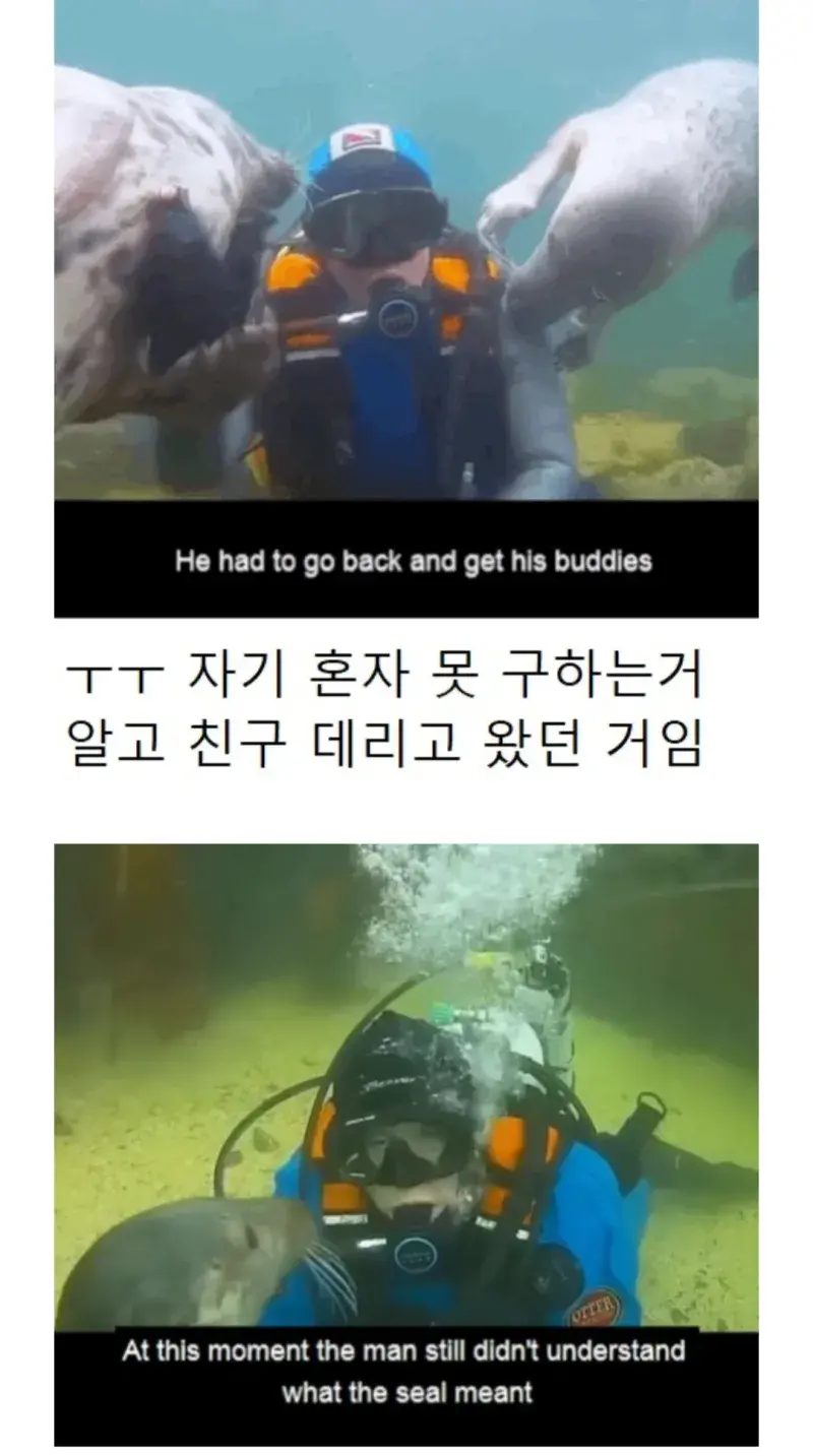 다이버가 익사해 죽는줄알고 구해주는 물댕댕이