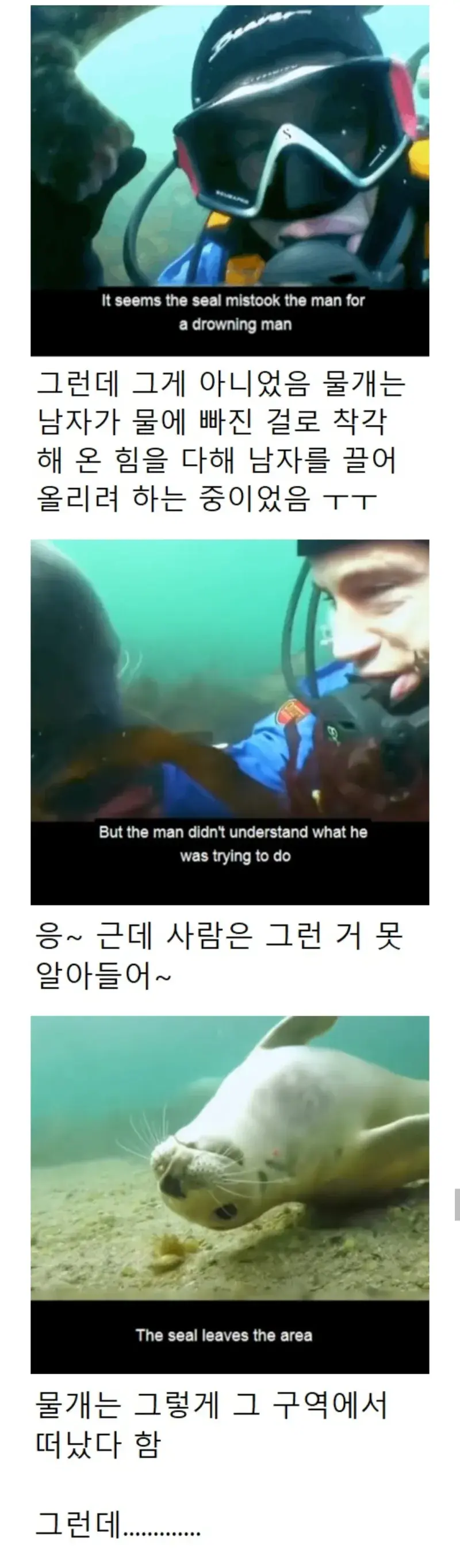 다이버가 익사해 죽는줄알고 구해주는 물댕댕이