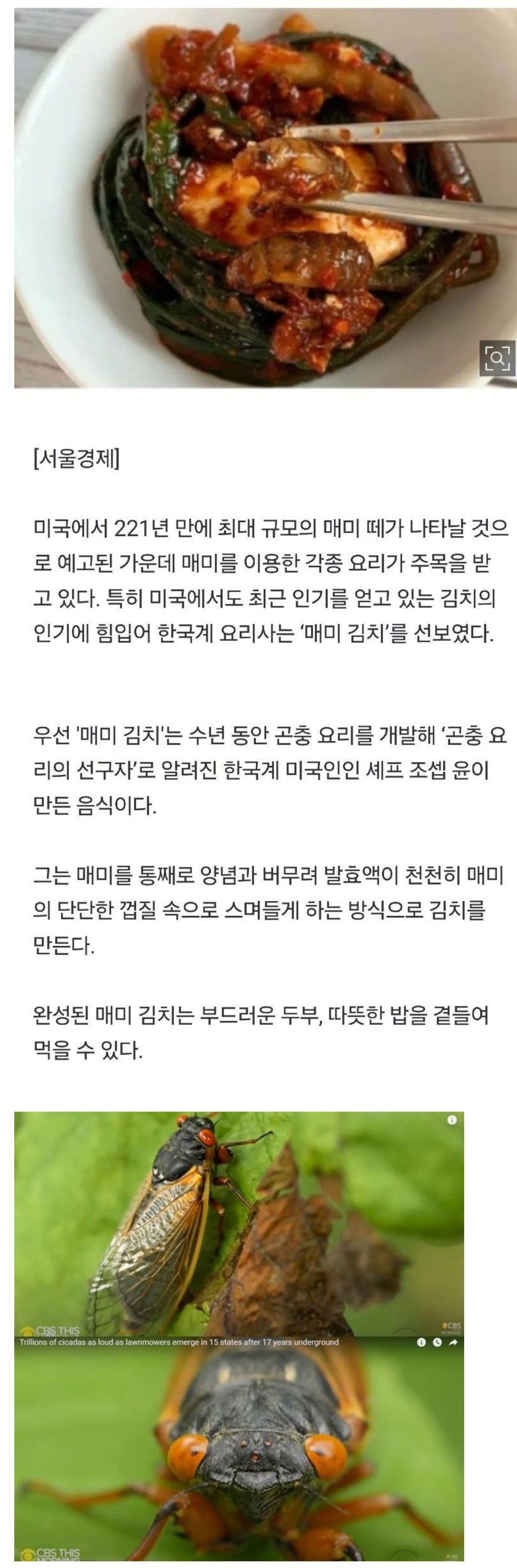 천조국에서 만든, 매미 김치