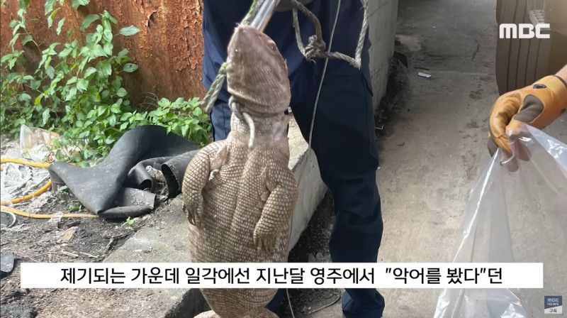 사바나왕도마뱀과 그물무늬비담뱀이 발견된 영주