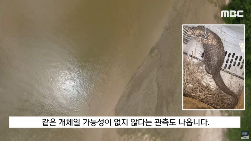 사바나왕도마뱀과 그물무늬비담뱀이 발견된 영주