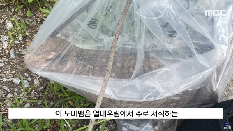 사바나왕도마뱀과 그물무늬비담뱀이 발견된 영주